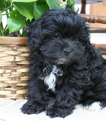 Shih  Puppies on Shih Poo Puppies    Glamorous Pooch Puppies For Sale