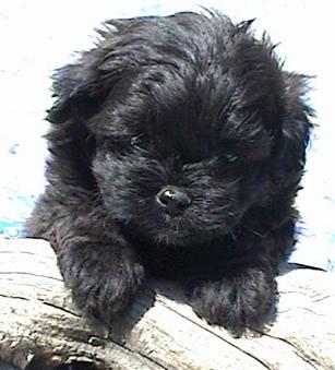 Peekapoo Puppies on Pekapoo Puppies For Sale    Glamorous Pooch Puppies For Sale