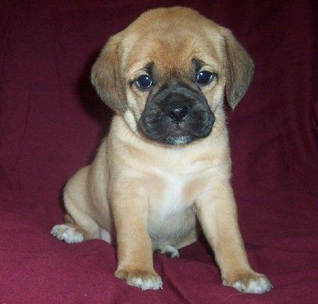 Puppies Youtubefunny on Puggle Puppies For Sale Puggles 7109908 Puggle Puppy Party