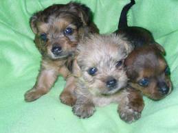 Chorkie Puppies on Chorkie Puppies For Sale    Glamorous Pooch Puppies For Sale
